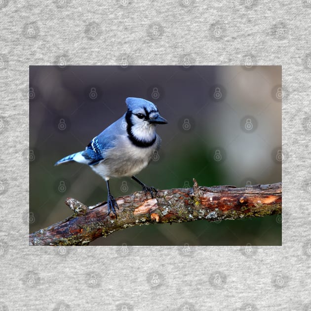 Blue Jay by Jim Cumming